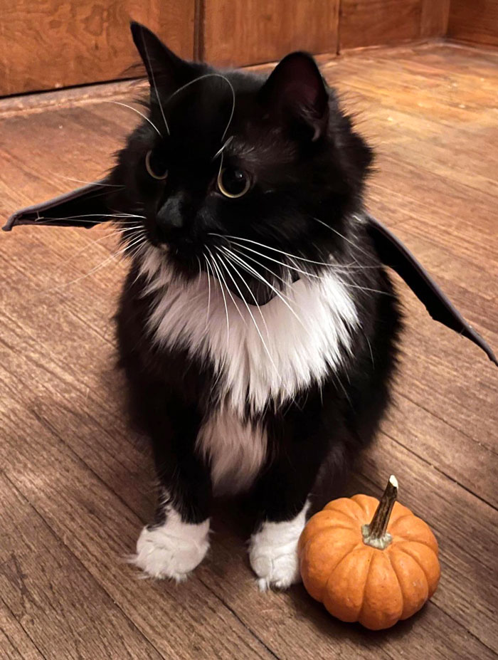 Pepper Is Very Excited For Halloween