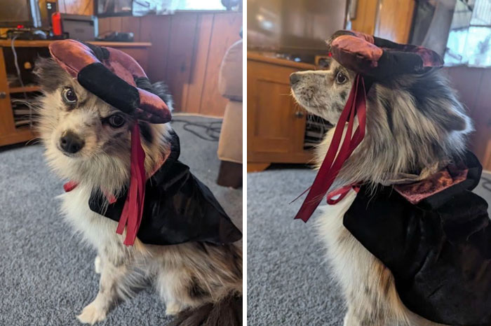 Gypsy In Her Halloween Costume. She's Clearly Very Happy About It