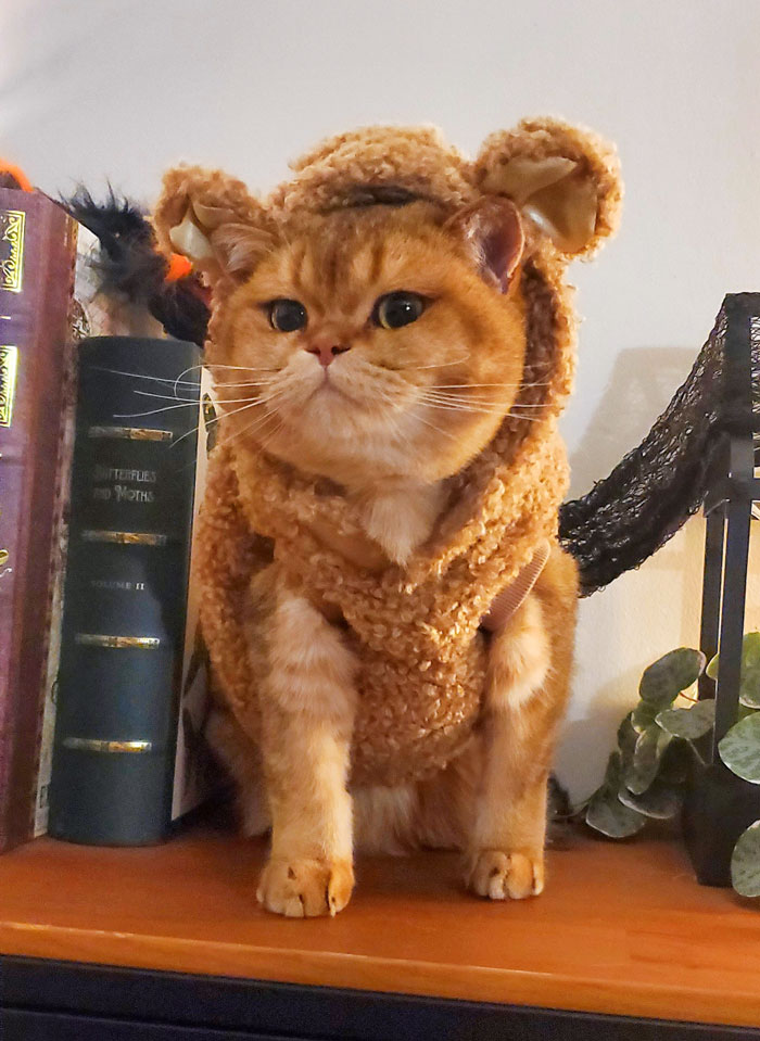 My Ferocious Little Halloween Bear