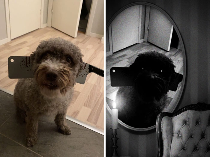 Do You Guys Like My Dog's Halloween Costume?