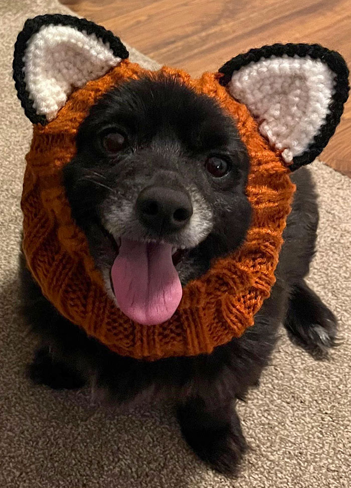 My Fawkes Dressed As A Fox For Halloween