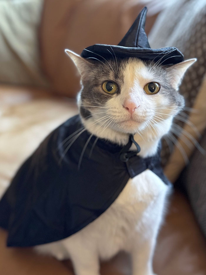 Meadow’s Halloween Costume