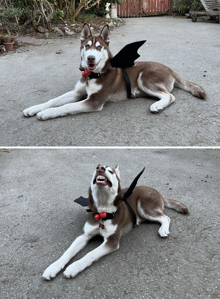 Hanky Boy Is Ready For His First Halloween