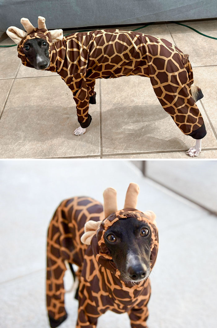 I Present: My Giraffe