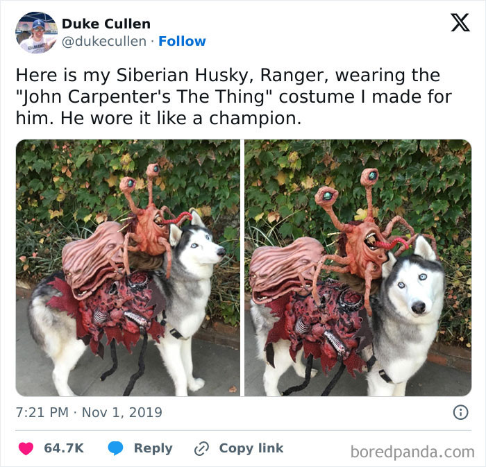 This Officially Wins Best Pet Costume On Halloween
