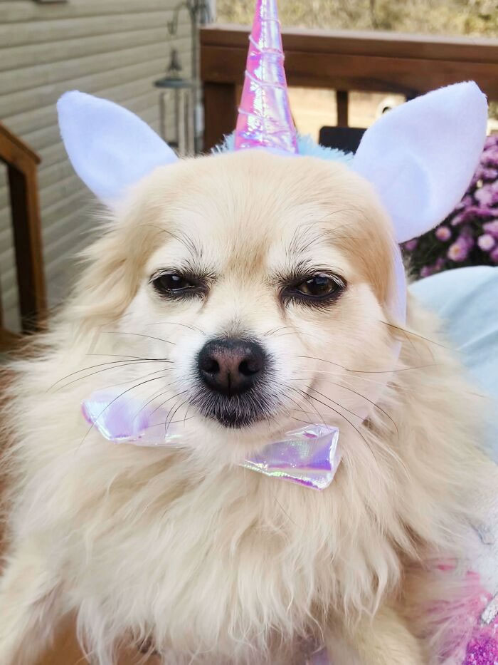 My Mom Sent Me This. Someone Isn’t Too Thrilled About Their Halloween Costume