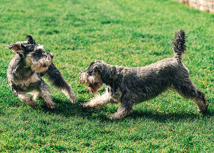 Vets Tell Pet Owner There Is No Gay Test, He Loses It And Throws A Tantrum