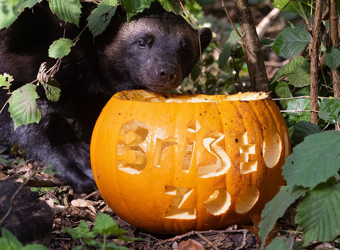 "Is It A Unicorn?": Zoo Officials Stumped By "Mysterious Winged And Horned Creature" Caught On Camera