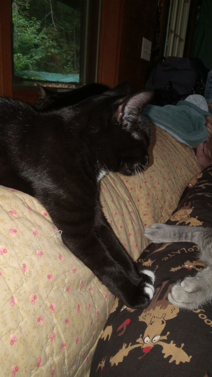 Mr. Bingley Fell Asleep While Playing