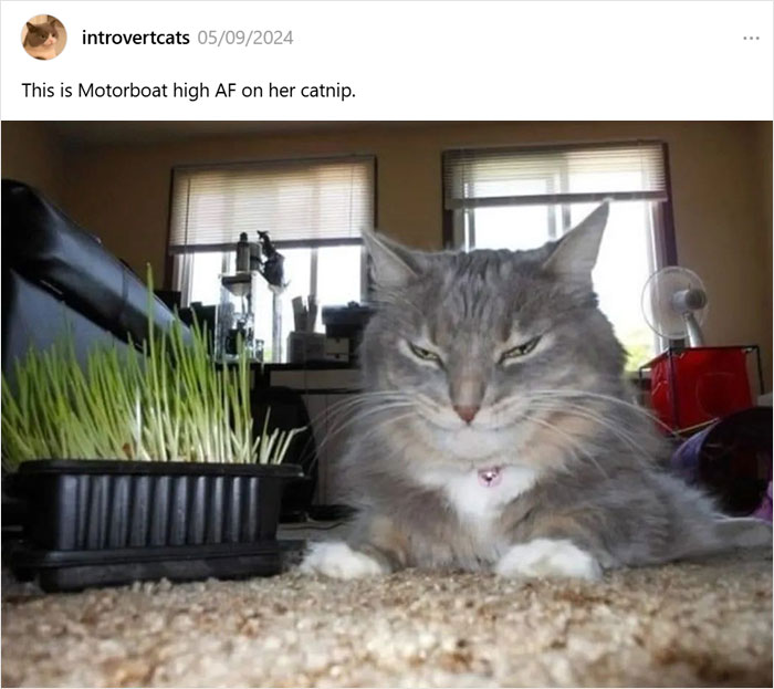 Cats-Being-Funny-Jerks-Memes-Pics