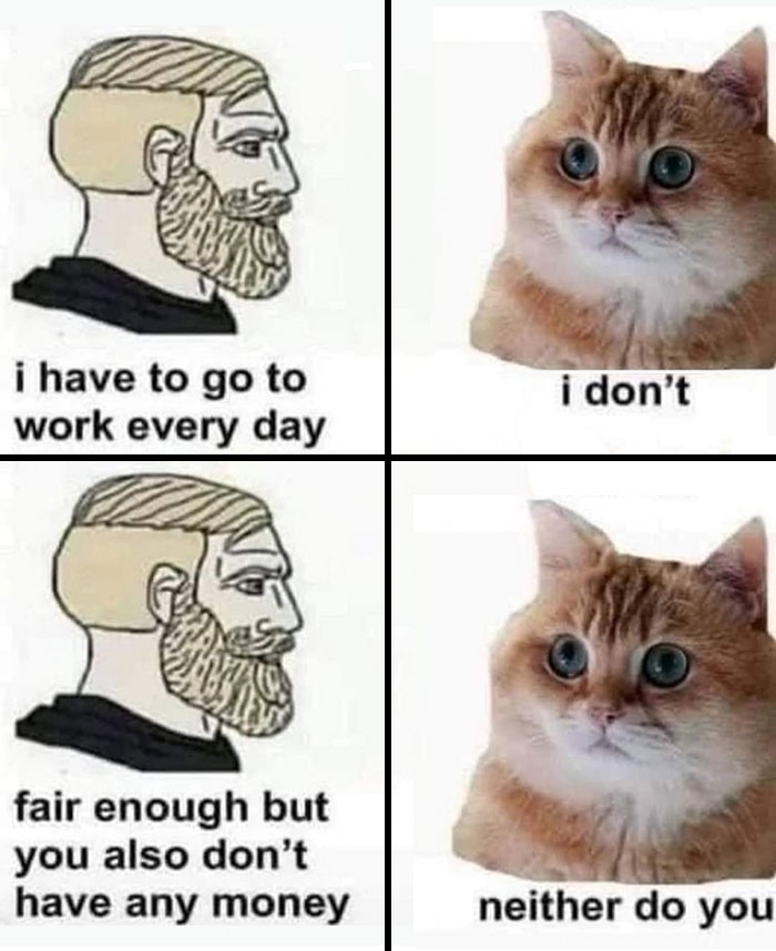 Cats-Being-Funny-Jerks-Memes-Pics