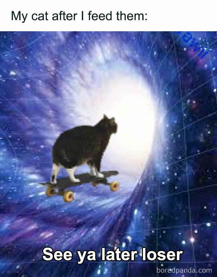 Cats-Being-Funny-Jerks-Memes-Pics