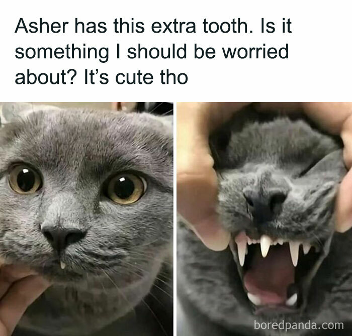 Cats-Being-Funny-Jerks-Memes-Pics