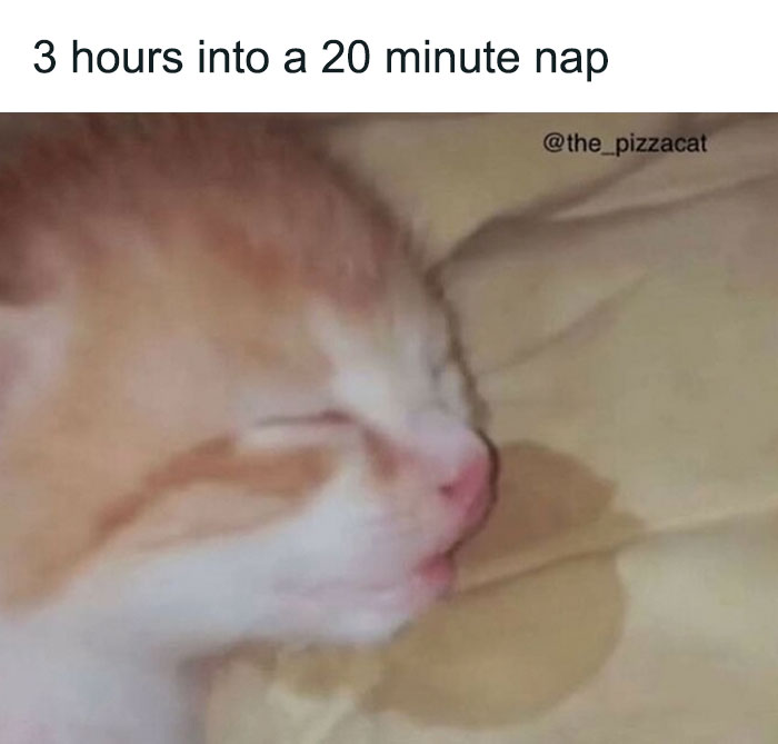 Cats-Being-Funny-Jerks-Memes-Pics