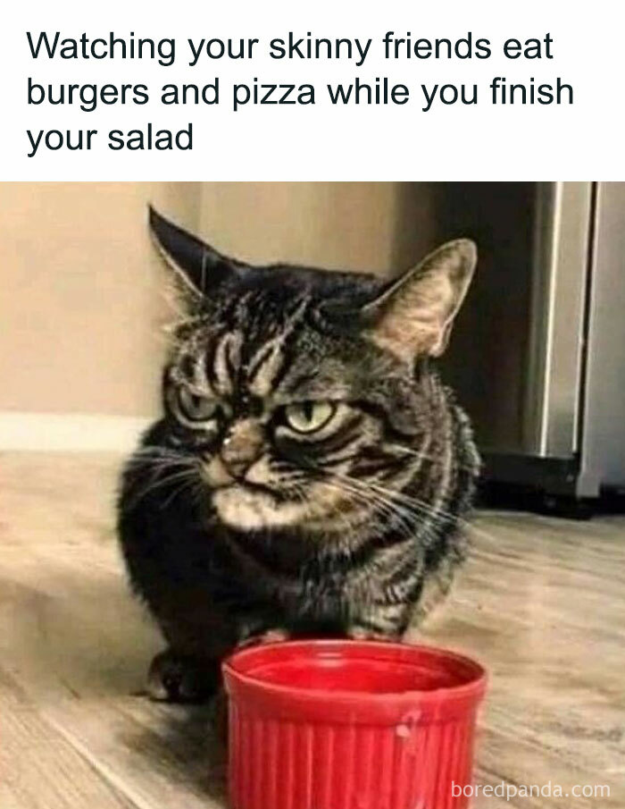 Cats-Being-Funny-Jerks-Memes-Pics