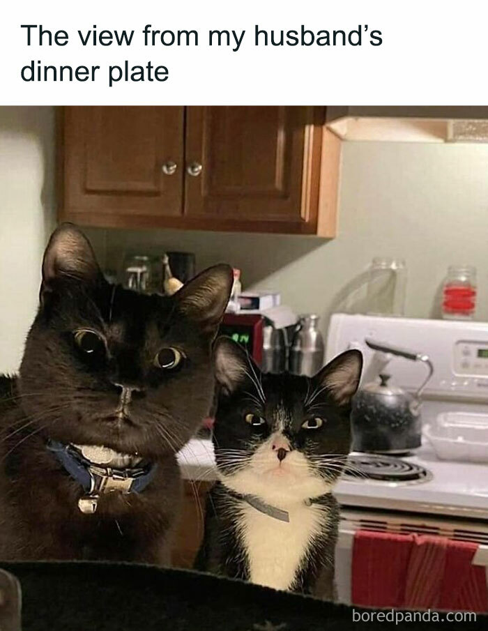 Cats-Being-Funny-Jerks-Memes-Pics