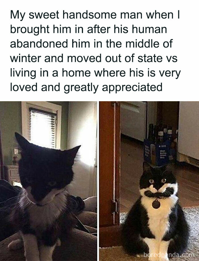 Cats-Being-Funny-Jerks-Memes-Pics