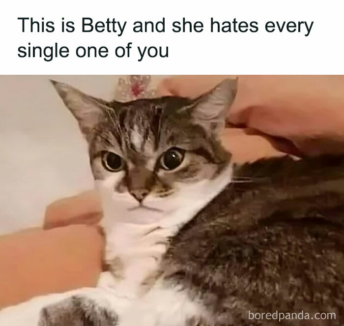 Cats-Being-Funny-Jerks-Memes-Pics