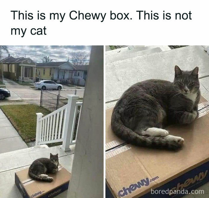 Cats-Being-Funny-Jerks-Memes-Pics