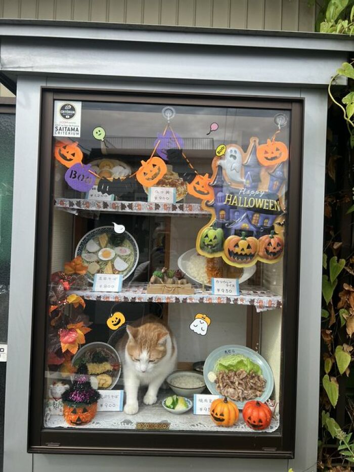 Cats-With-Jobs-Pictures