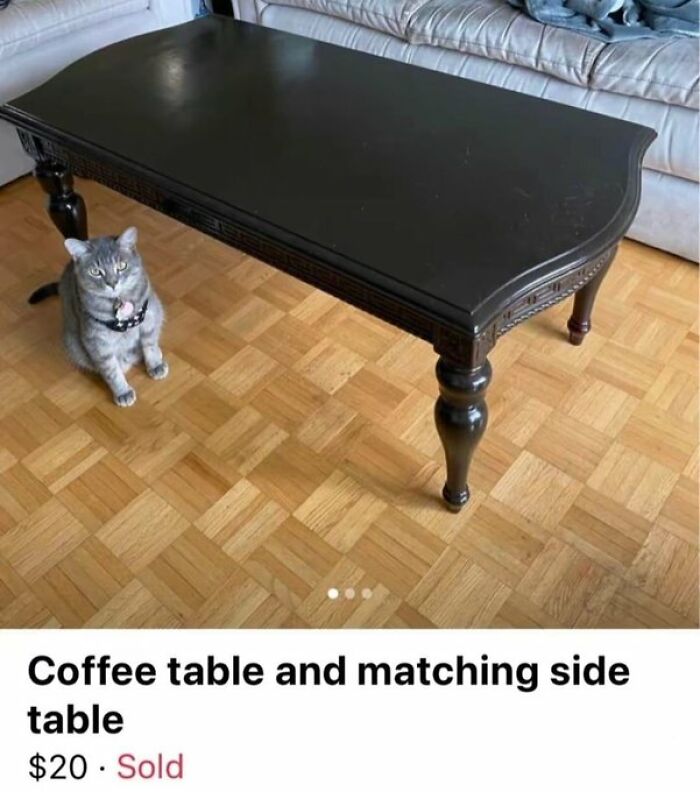 Cats-With-Jobs-Pictures