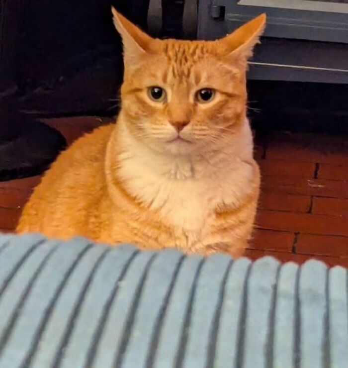 Cats-With-Jobs-Pictures