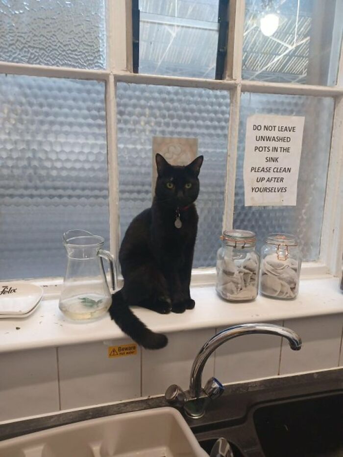 Cats-With-Jobs-Pictures