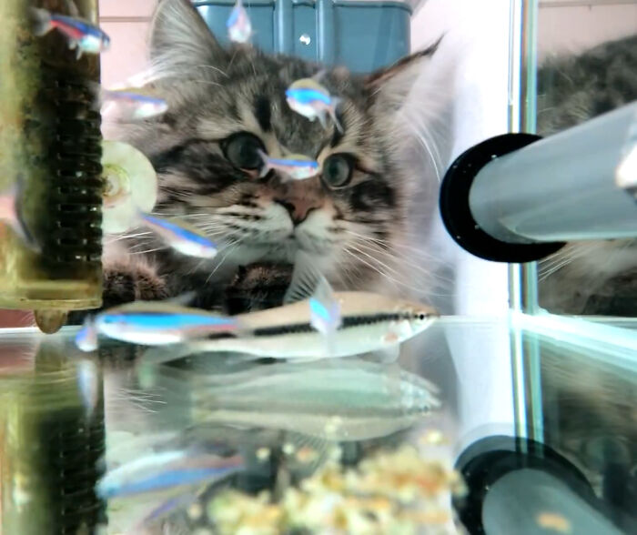 Cats-With-Jobs-Pictures