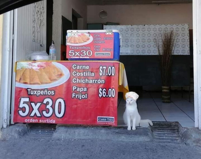 Cats-With-Jobs-Pictures