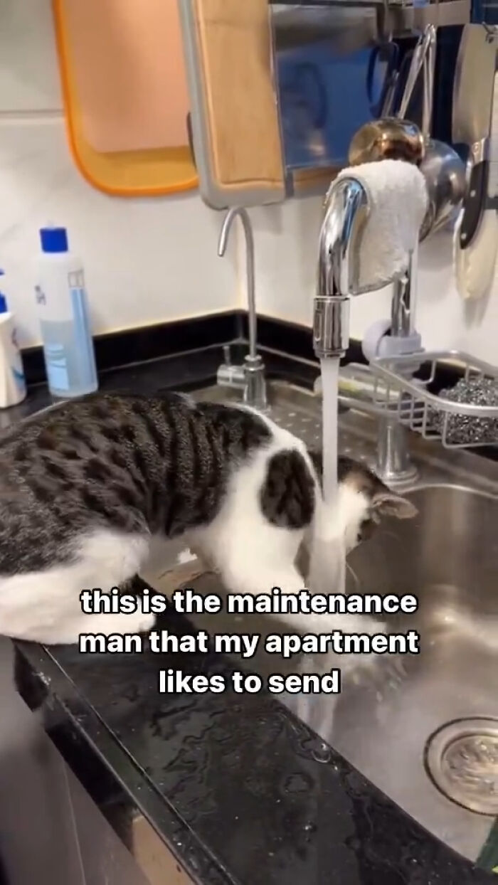 Cats-With-Jobs-Pictures