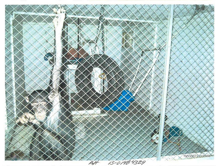 PETA Lawyer Exclusively Opens Up Amid Before And After Photos Of Tonka From &ldquo;Chimp Crazy&rdquo;