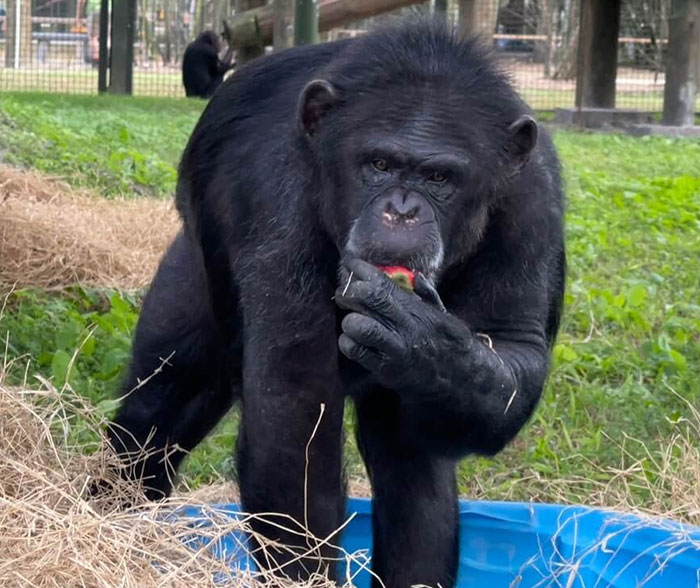 PETA Lawyer Exclusively Opens Up Amid Before And After Photos Of Tonka From &ldquo;Chimp Crazy&rdquo;