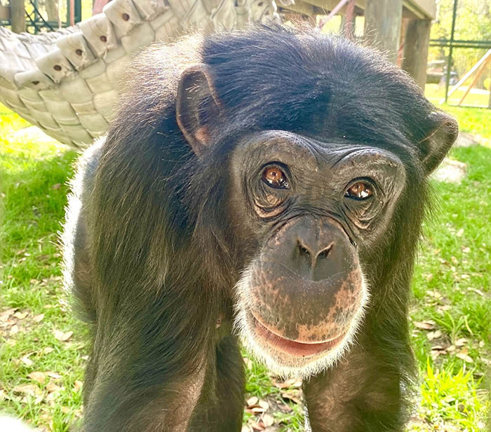 PETA Lawyer Exclusively Opens Up Amid Before And After Photos Of Tonka From &ldquo;Chimp Crazy&rdquo;