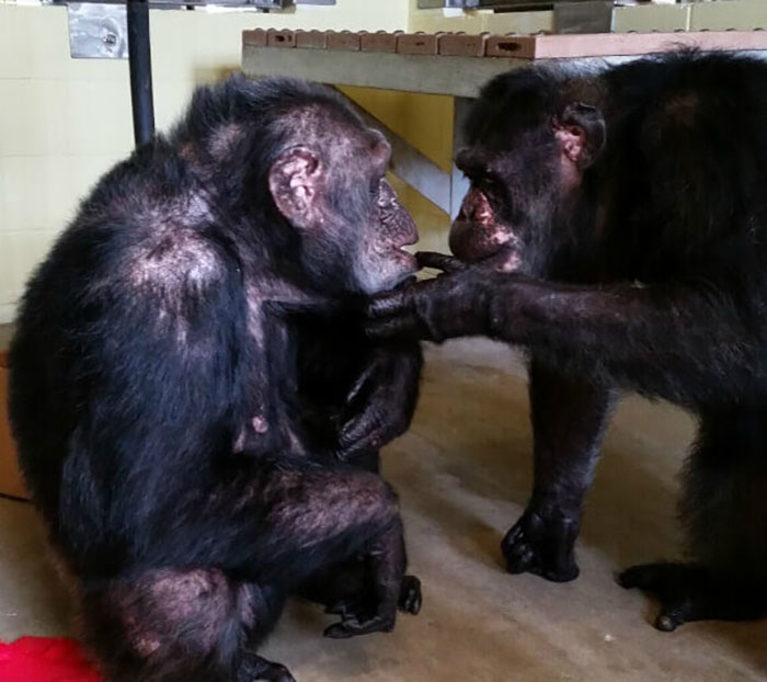 PETA Lawyer Exclusively Opens Up Amid Before And After Photos Of Tonka From &ldquo;Chimp Crazy&rdquo;