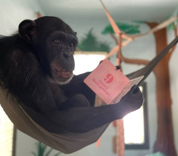 PETA Lawyer Exclusively Opens Up Amid Before And After Photos Of Tonka From &ldquo;Chimp Crazy&rdquo;