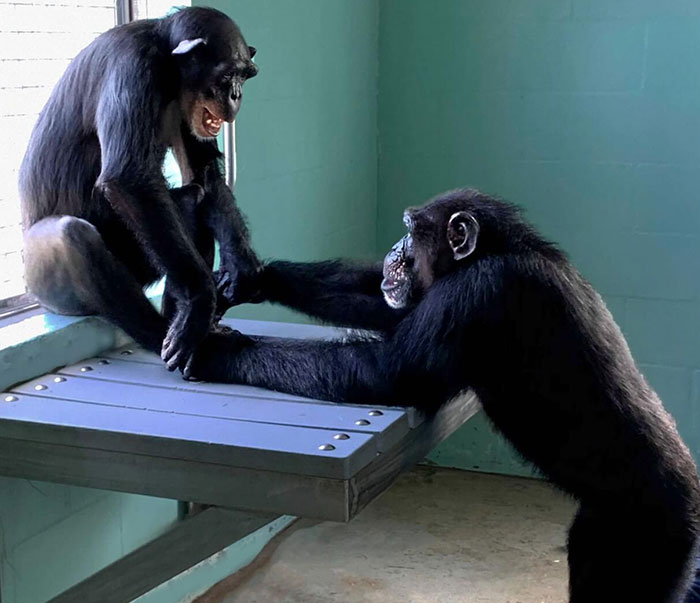 PETA Lawyer Exclusively Opens Up Amid Before And After Photos Of Tonka From &ldquo;Chimp Crazy&rdquo;