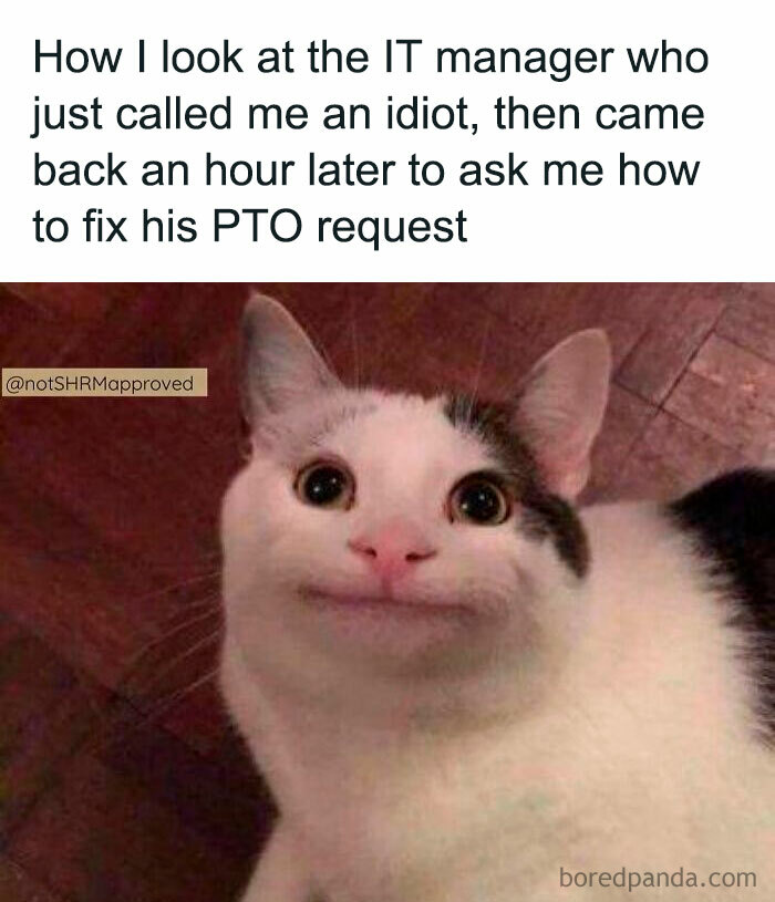 Cat with a funny expression used in classic HR memes about an IT manager's PTO request.