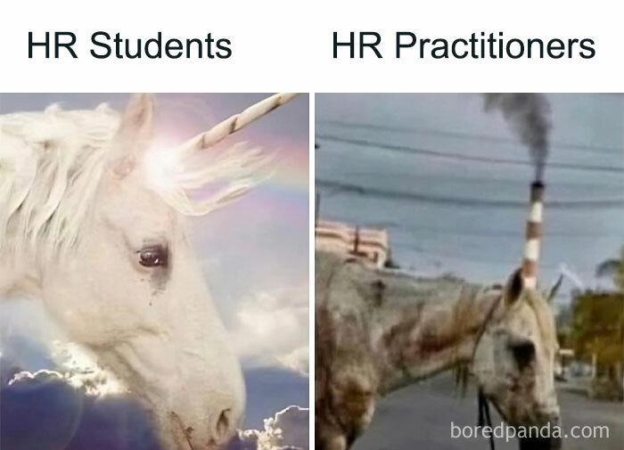 Unicorn meme comparing HR students and practitioners, symbolizing the humor in classic HR memes.