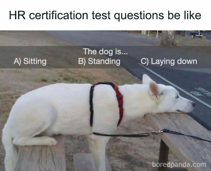 Dog in awkward position with humorous HR meme question about sitting, standing, or laying down. Classic HR memes.