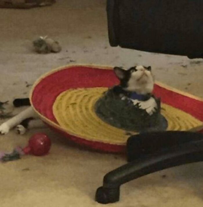 Funny-Chonky-Woofers-For-My-Depression-Memes