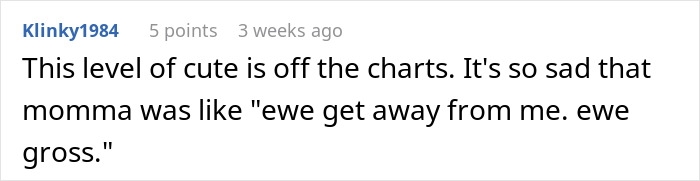 People Online Can't Get Enough Of This Lamb Who Was Rejected By Her Mom And Was Raised By Dog