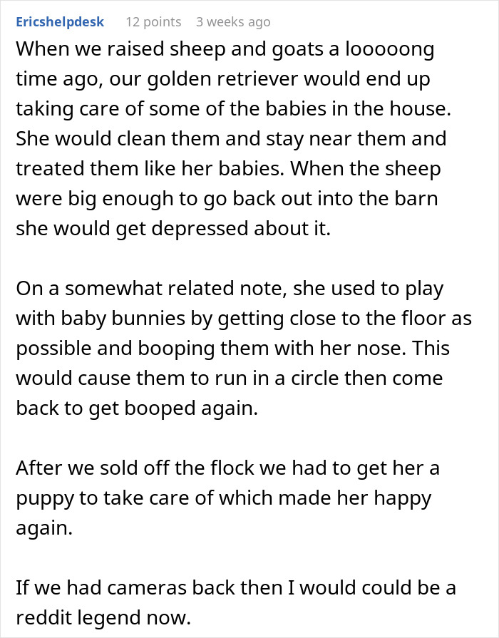 People Online Can't Get Enough Of This Lamb Who Was Rejected By Her Mom And Was Raised By Dog