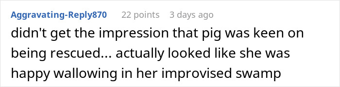 Pig Who Was Left Tied To Petrol Station Before Hurricane Gets Rescued, And People Online Love It Pig Who Was Left Tied To Petrol Station Before Hurricane Gets Rescued, And People Online Love It
