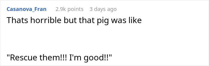 Pig Who Was Left Tied To Petrol Station Before Hurricane Gets Rescued, And People Online Love It Pig Who Was Left Tied To Petrol Station Before Hurricane Gets Rescued, And People Online Love It