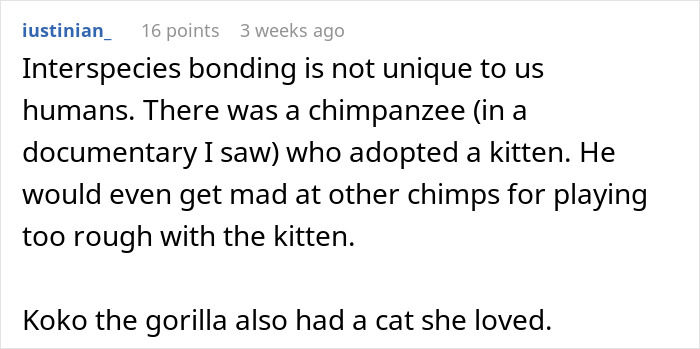 People Online Can't Get Enough Of This Lamb Who Was Rejected By Her Mom And Was Raised By Dog