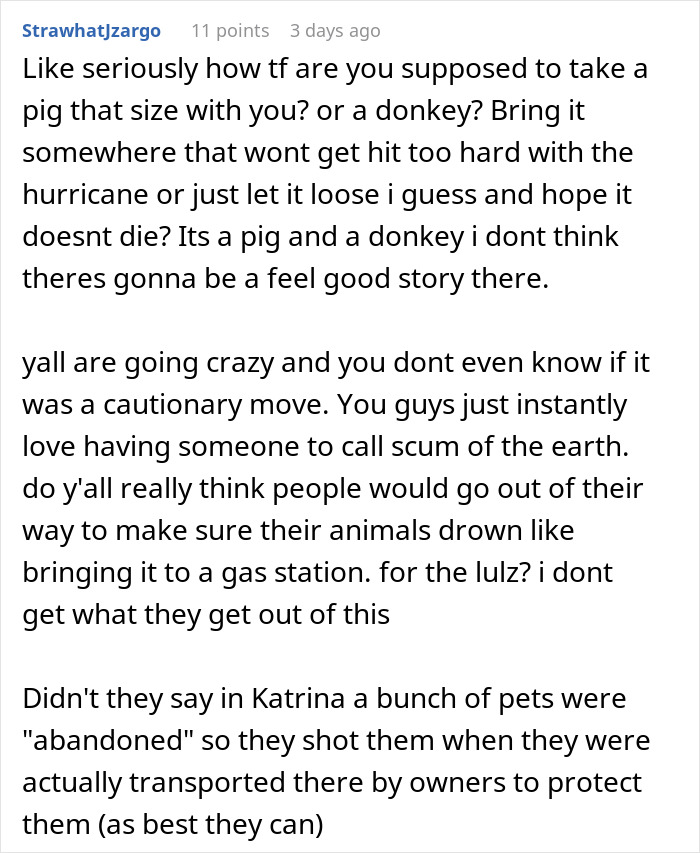 Pig Who Was Left Tied To Petrol Station Before Hurricane Gets Rescued, And People Online Love It Pig Who Was Left Tied To Petrol Station Before Hurricane Gets Rescued, And People Online Love It