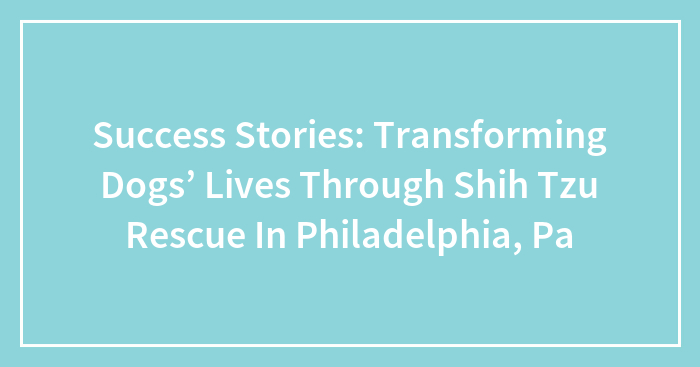 Success Stories: Transforming Dogs’ Lives Through Shih Tzu Rescue In Philadelphia, Pa