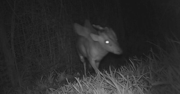 “Is It A Unicorn?”: Zoo Officials Stumped By “Mysterious Winged And Horned Creature” Caught On Camera