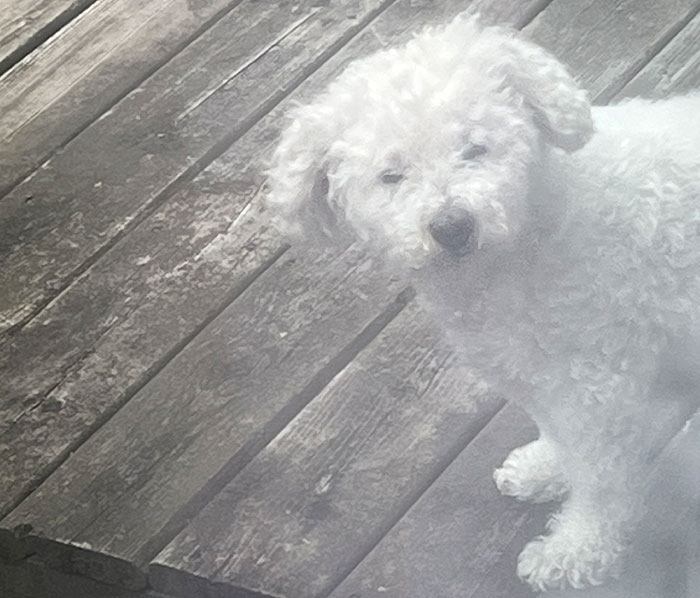 Hey Pandas, Post Your Favorite Funny Or Cute Photo Of Your Pet (Closed)