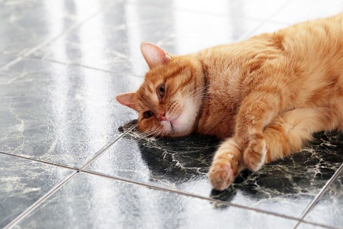 Orange cat lying on reflective black marble floor showcasing a mind-blowing coincidence of patterns and reflections.